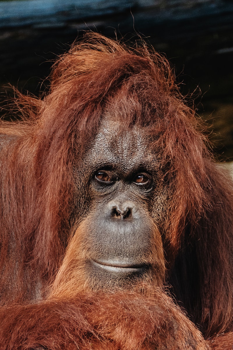 Sumatra
