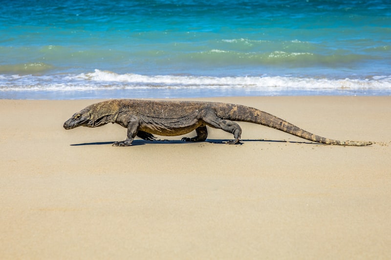 Komodo